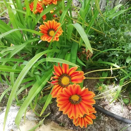Séjour à la campagne El Huertecillo